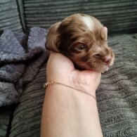 Dachshund (Long Haired)