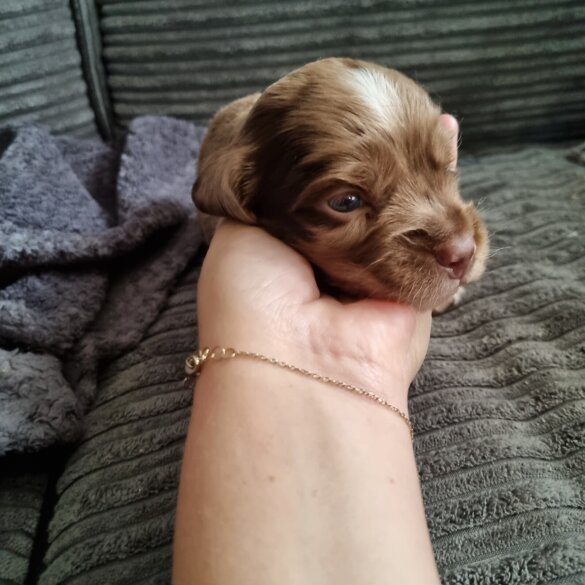 Dachshund (Long Haired)