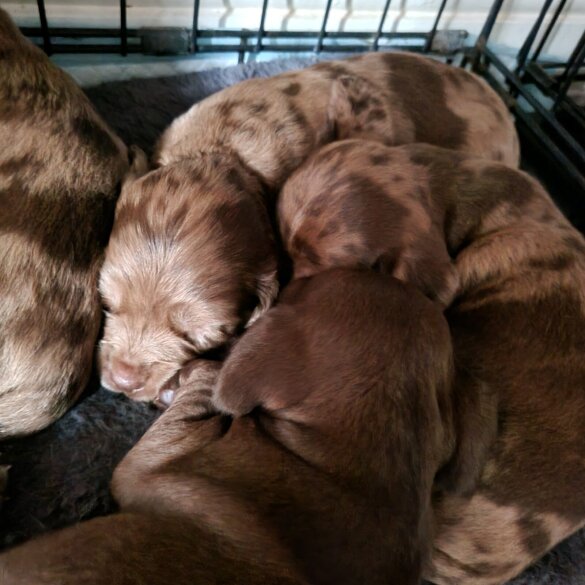 Dachshund (Long Haired)