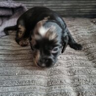 Dachshund (Long Haired)