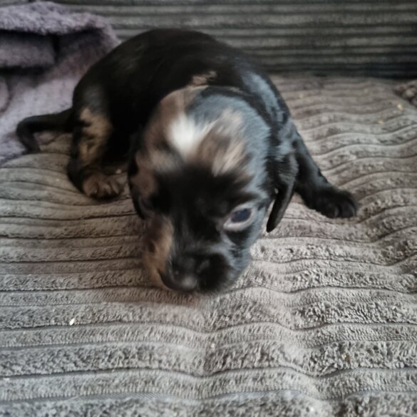 Dachshund (Long Haired)