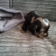 Dachshund (Long Haired)