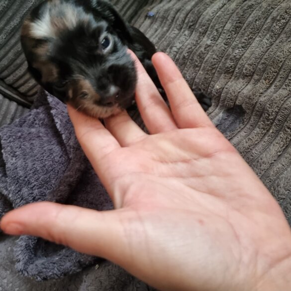 Dachshund (Long Haired)