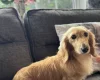 Dachshund (Miniature Long Haired)