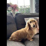 Dachshund (Miniature Long Haired)