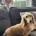 Dachshund (Miniature Long Haired)