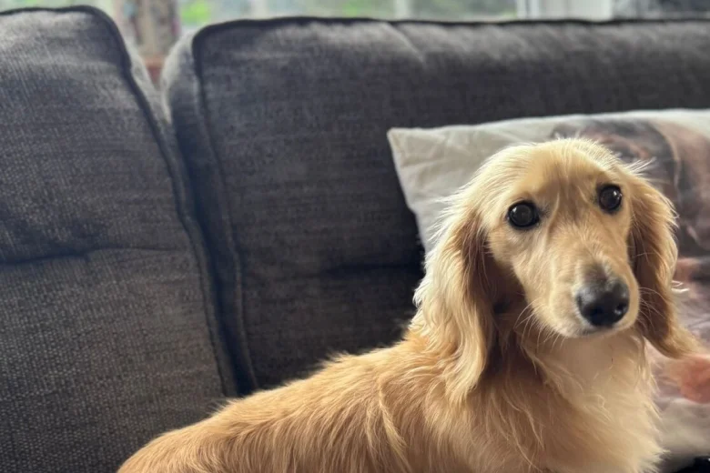 Dachshund (Miniature Long Haired)