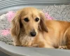Dachshund (Miniature Long Haired)