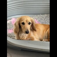 Dachshund (Miniature Long Haired)