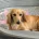 Dachshund (Miniature Long Haired)