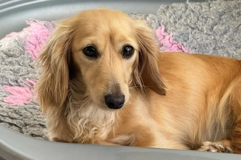 Dachshund (Miniature Long Haired)