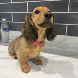Dachshund (Miniature Long Haired) - Both