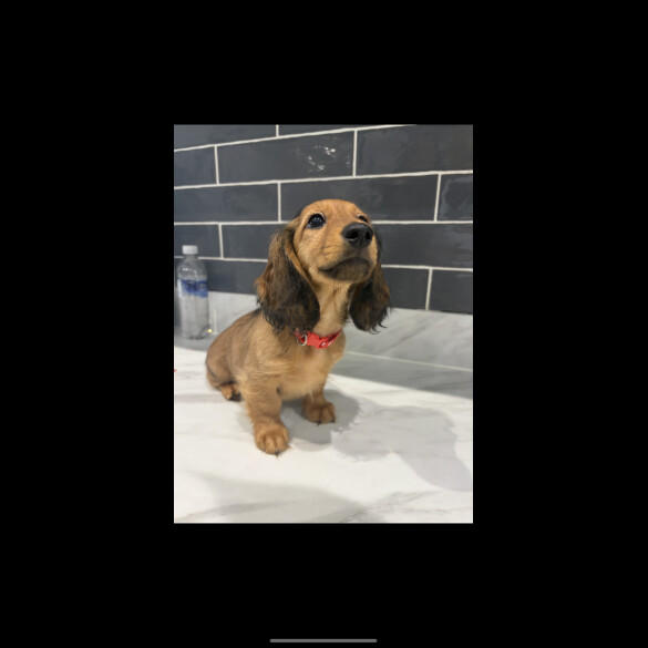 Dachshund (Miniature Long Haired) - Both