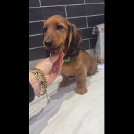 Dachshund (Miniature Long Haired) - Both