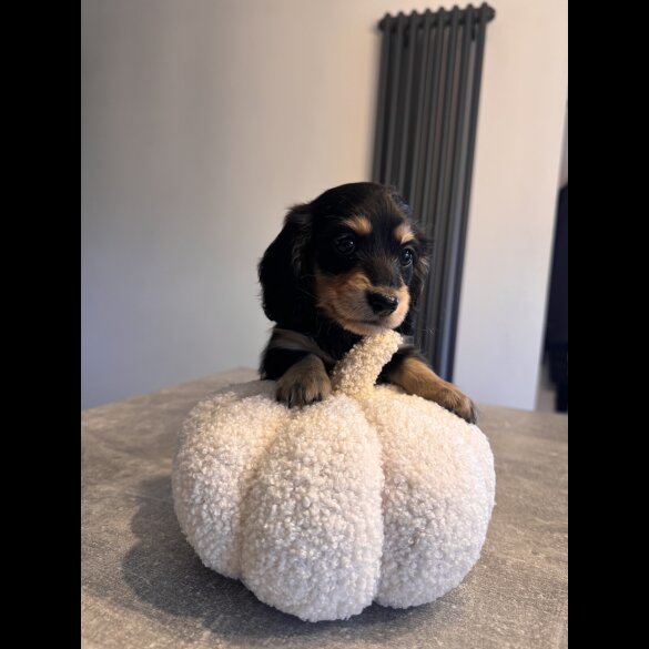 Dachshund (Miniature Smooth Haired) - Both