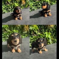 Dachshund (Miniature Smooth Haired) - Both