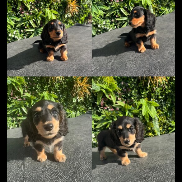 Dachshund (Miniature Smooth Haired) - Both