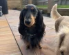 Dachshund (Miniature Long Haired)