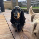Dachshund (Miniature Long Haired)