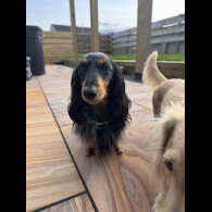 Dachshund (Miniature Long Haired)