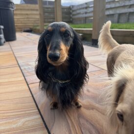 Dachshund (Miniature Long Haired)