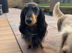 Dachshund (Miniature Long Haired)