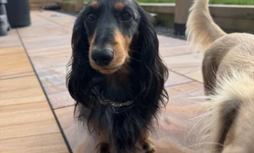 Dachshund (Miniature Long Haired)