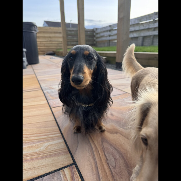 Dachshund (Miniature Long Haired)
