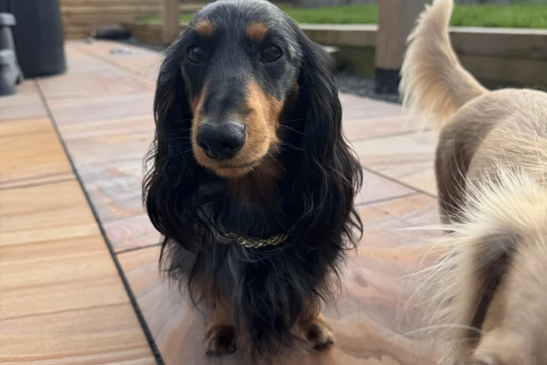 Dachshund (Miniature Long Haired)