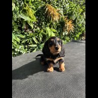 Dachshund (Miniature Smooth Haired) - Both