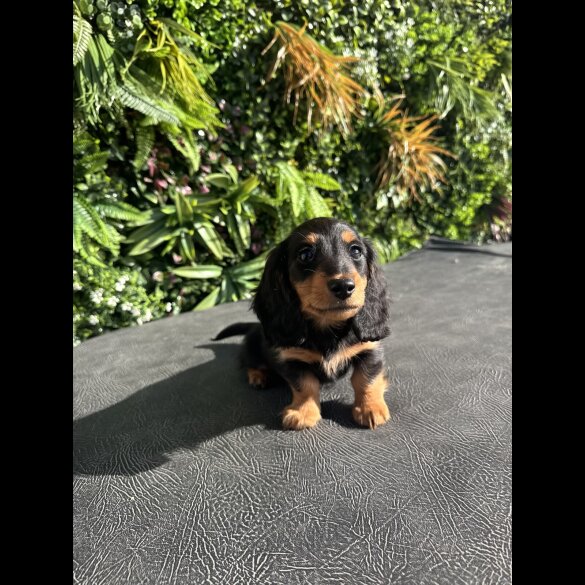 Dachshund (Miniature Smooth Haired) - Both