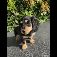 Dachshund (Miniature Smooth Haired) - Both