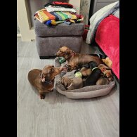Dachshund (Miniature Smooth Haired)