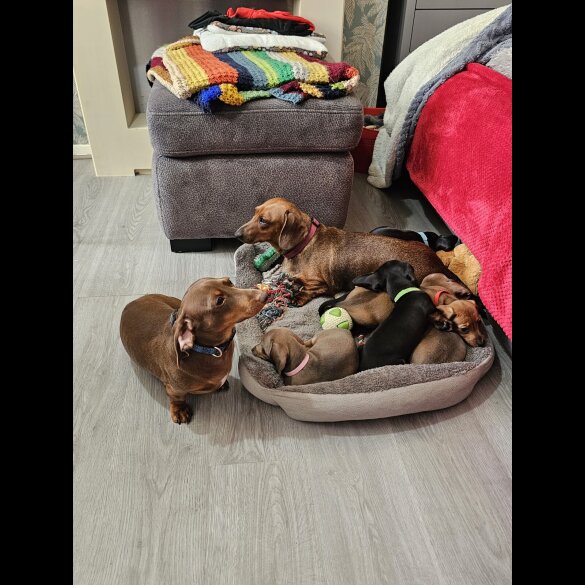 Dachshund (Miniature Smooth Haired)