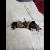 Dachshund (Miniature Smooth Haired)
