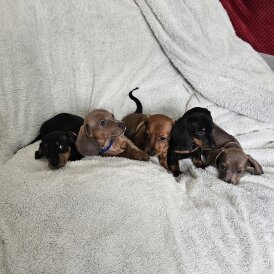 Dachshund (Miniature Smooth Haired)