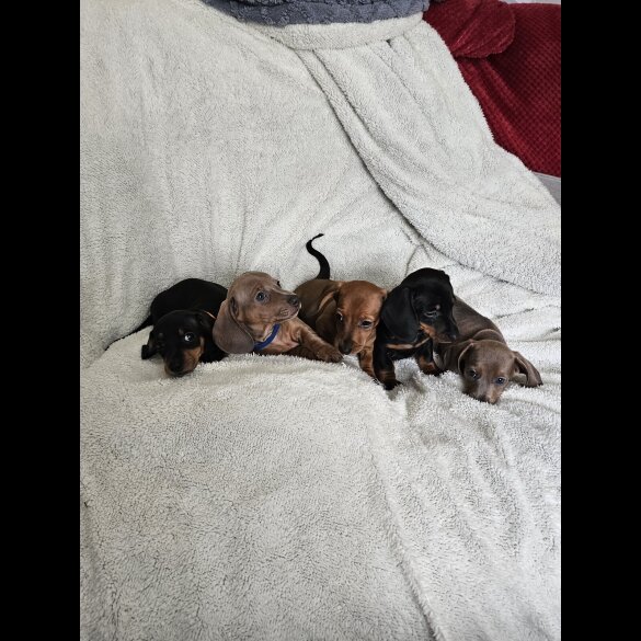 Dachshund (Miniature Smooth Haired)