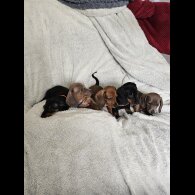Dachshund (Miniature Smooth Haired)