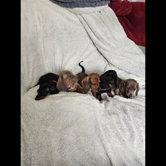 Dachshund (Miniature Smooth Haired)