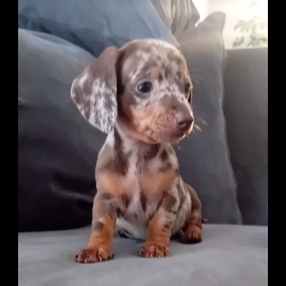 Dachshund (Miniature Smooth Haired) - Both