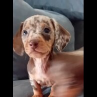 Dachshund (Miniature Smooth Haired) - Both