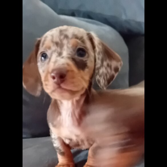 Dachshund (Miniature Smooth Haired) - Both
