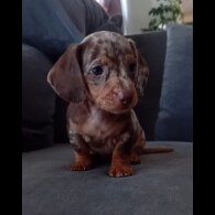 Dachshund (Miniature Smooth Haired) - Both
