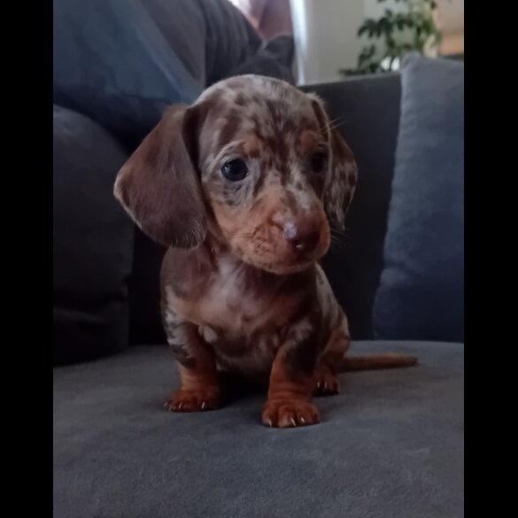 Dachshund (Miniature Smooth Haired) - Both