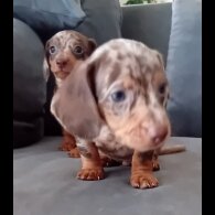 Dachshund (Miniature Smooth Haired) - Both