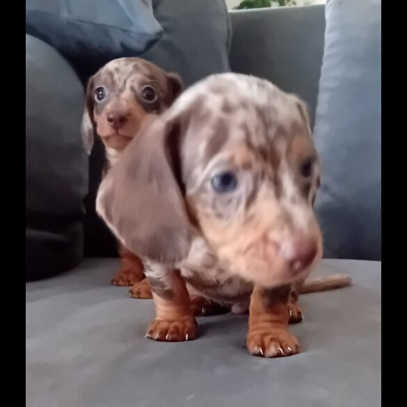 Dachshund (Miniature Smooth Haired) - Both