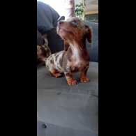 Dachshund (Miniature Smooth Haired) - Both