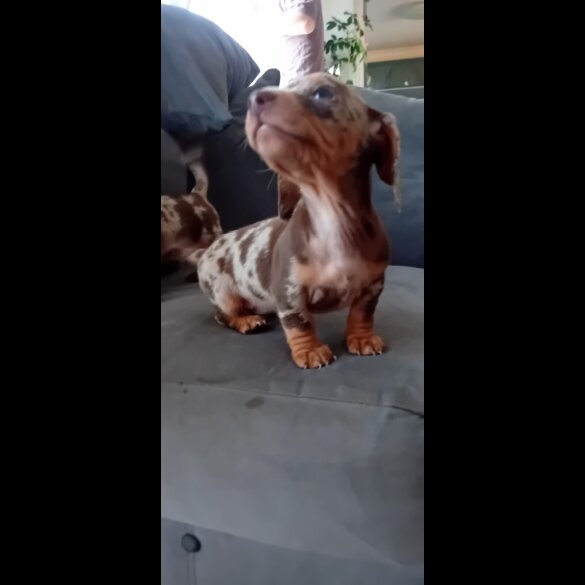 Dachshund (Miniature Smooth Haired) - Both
