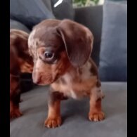 Dachshund (Miniature Smooth Haired) - Both