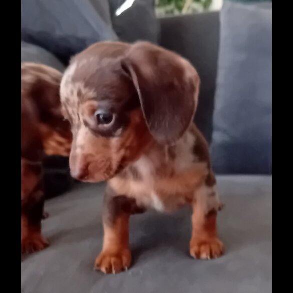 Dachshund (Miniature Smooth Haired) - Both